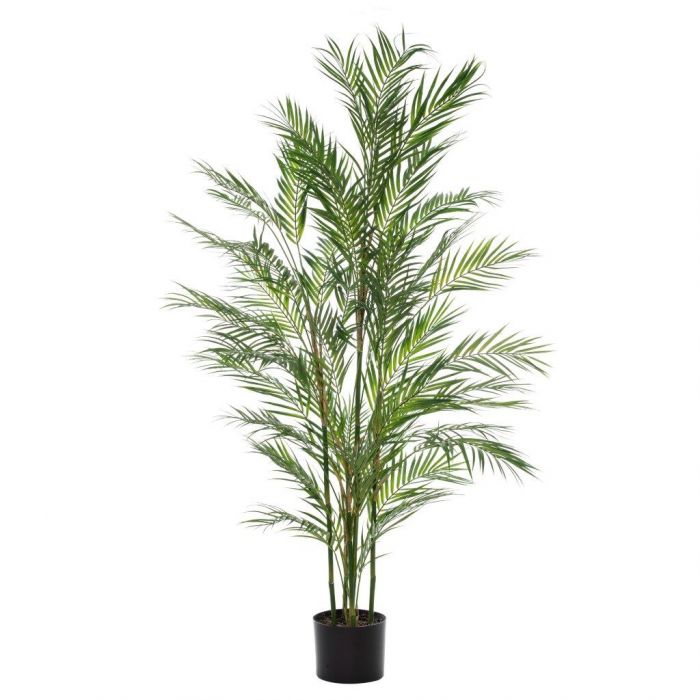 Rogue Black Label RB Phoenix Palm-Garden Pot Green 75x75x153cm |Rogue ...